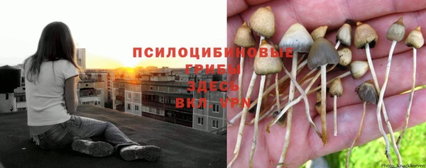 марки nbome Богданович